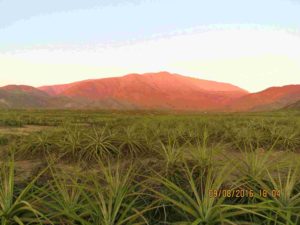 Flora de la Zona Reservada Lomas de Ancón, tillandias y el desierto